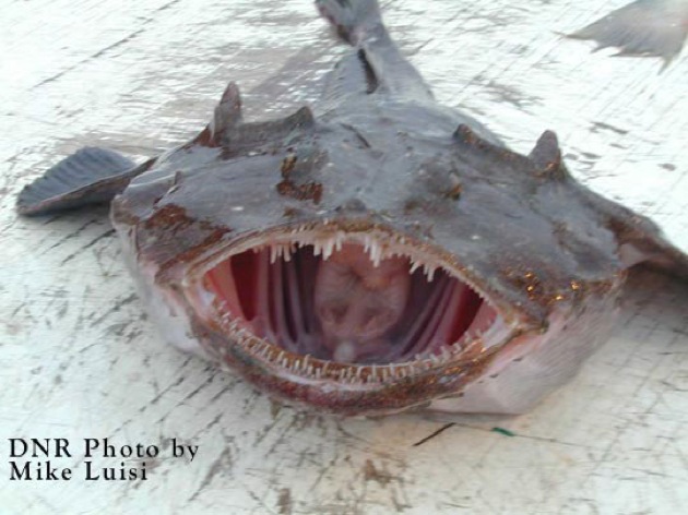 ls ugliest monkfish 02