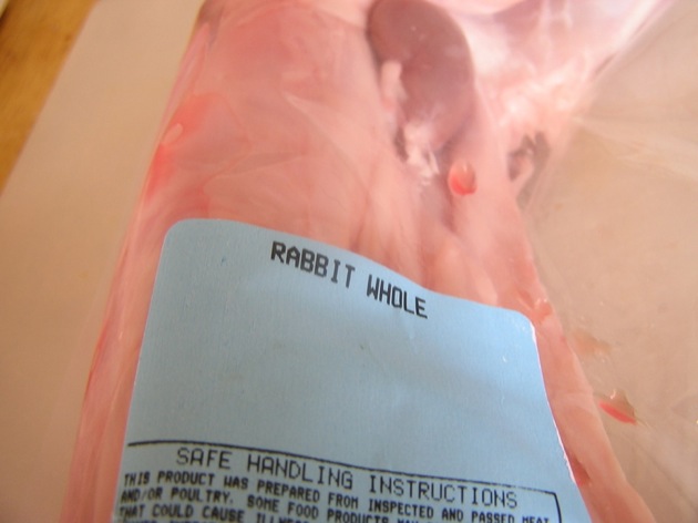 rabbit 01