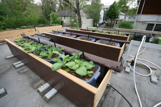 chicago rooftop garden 1