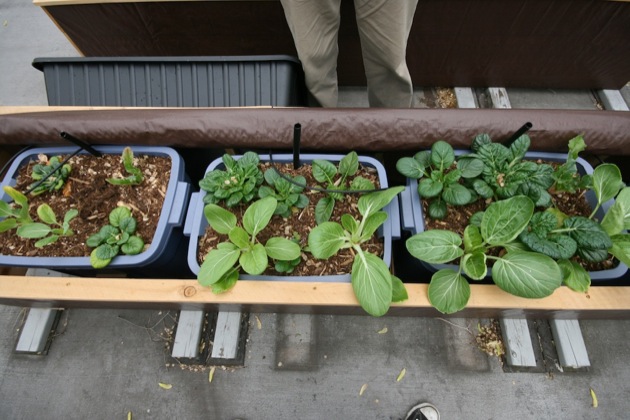 chicago rooftop garden 2