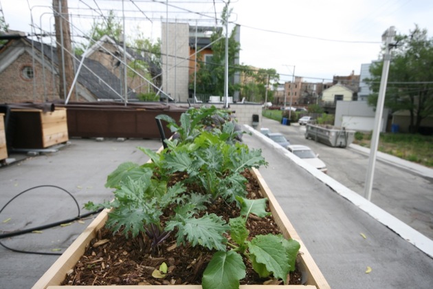 chicago rooftop garden 3