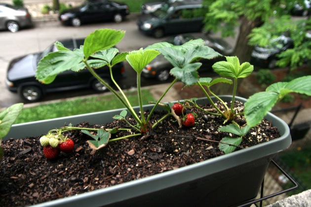 windowsill garden 2