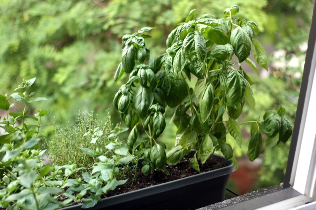 windowsill garden 3