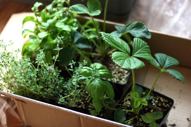 windowsill garden 4