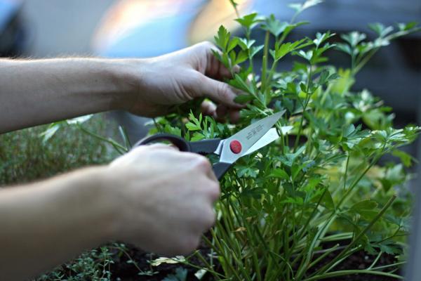 picking-parsley.jpg